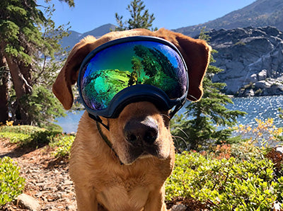 Adventure lab Chancellor Doggles Healthy Real meat natural treats