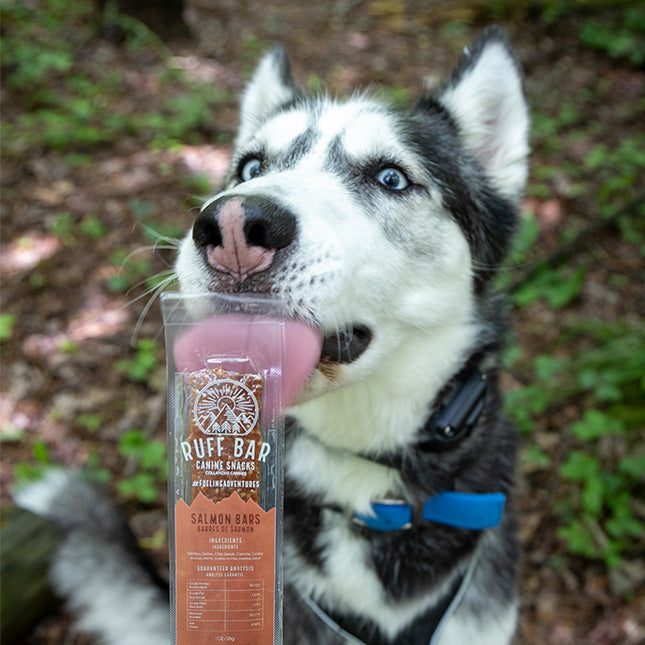 Salmon Healthy energy bar for healthy active dogs