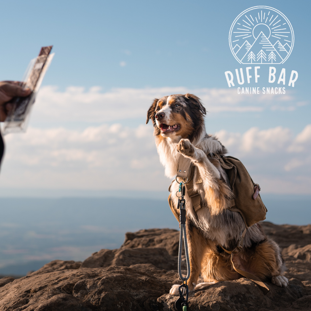 Hiking dog real meat healthy protein bar